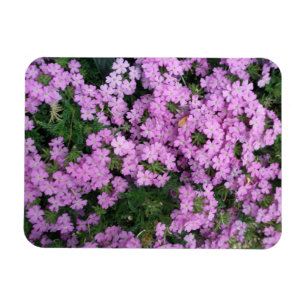 Ímã Íman de Flores Rosa