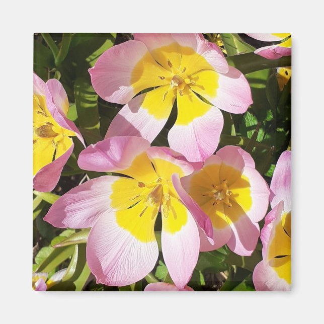 Imã Íman de flores rosa e amarela (Frente)