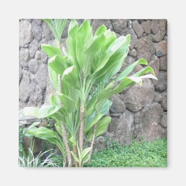 Imã Íman de folha Ti (Frente)