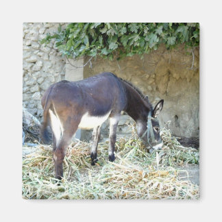 Imã Íman de fotografia burra espanhol
