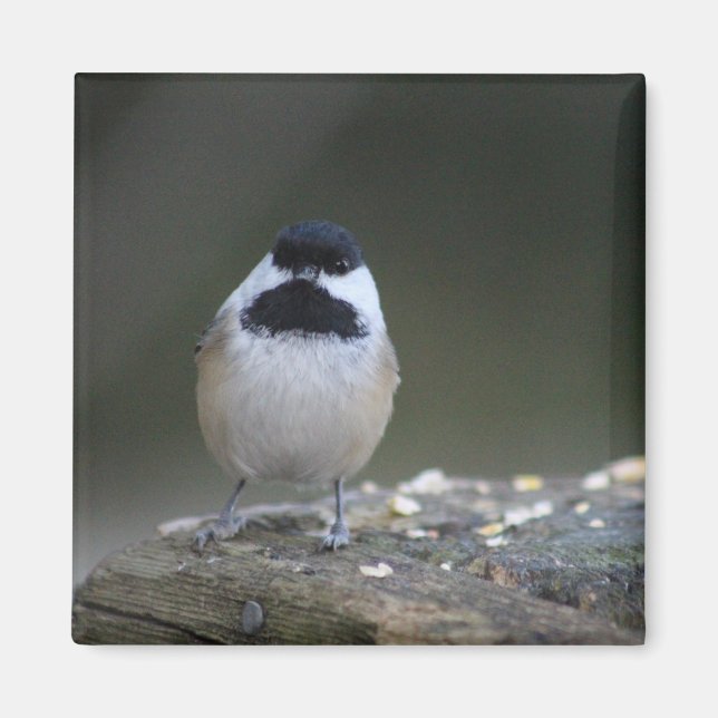 Imã Íman de frango (Frente)