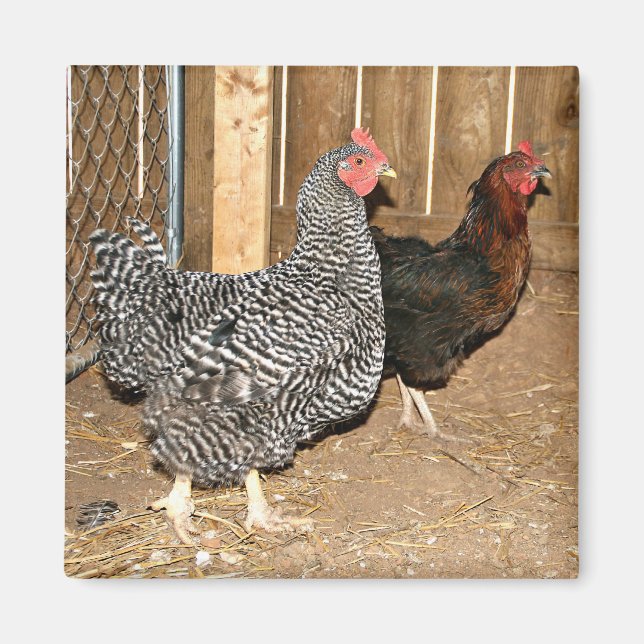 Imã Íman de frango (Frente)