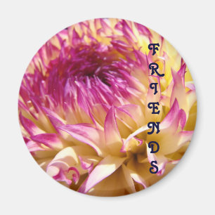 Imã íman de FRIENDS Roxo Flor de Dahlia Rosa íman