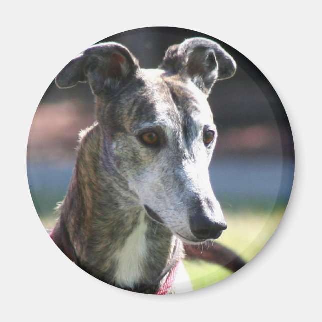 Imã Íman de galgos (Frente)
