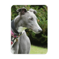 Íman de galgos azuis