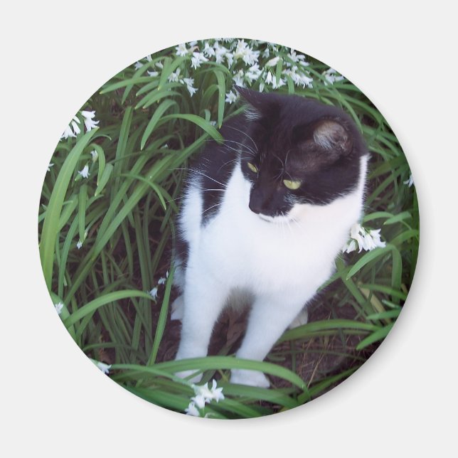 Imã Íman de gato (Frente)