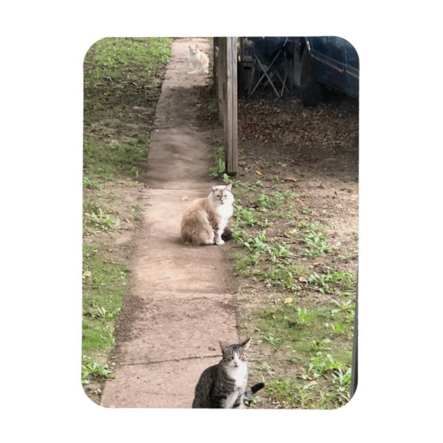 Ímã Íman de gato (Vertical)