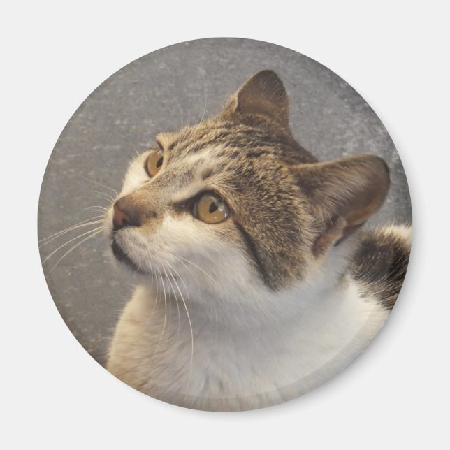Imã Íman de gato (Frente)