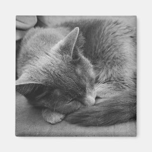 Imã Íman de gato adormecido