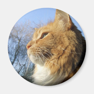 Imã Íman de gato-do-céu-azul