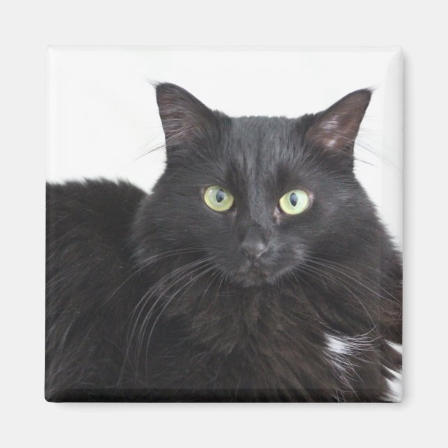 Imã Íman de gato preto (Frente)