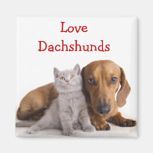 Imã Íman de Geladeira Amor Dachshund e Gatinho