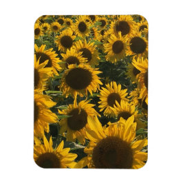 Ímã íman de girassol