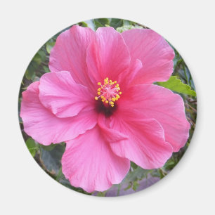 Imã Íman de Hibiscus rosa