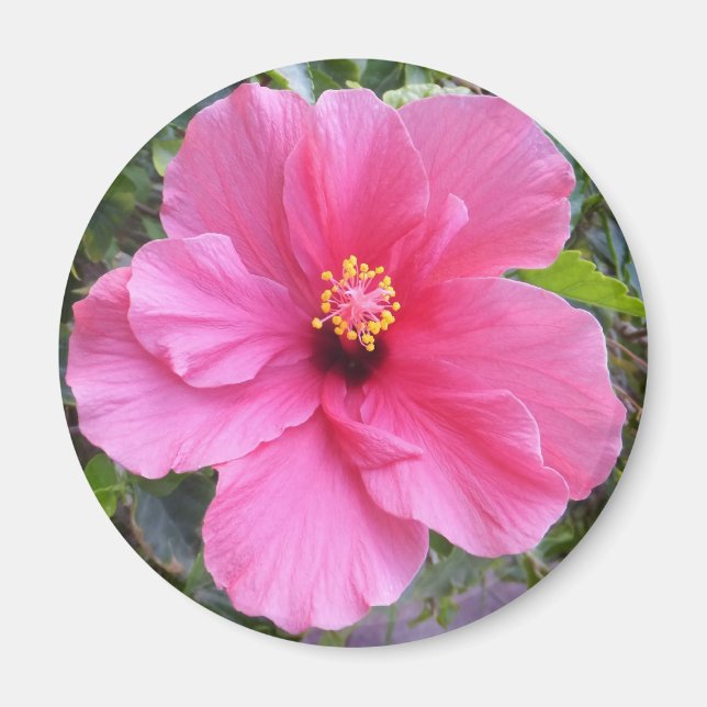 Imã Íman de Hibiscus rosa (Frente)