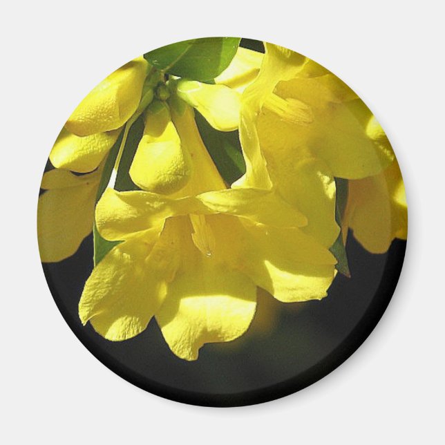 Imã Íman de jasmim amarelo em greve (Frente)