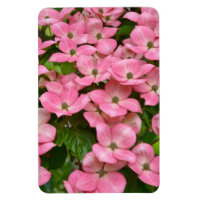 Íman de madeira de kousa rosa