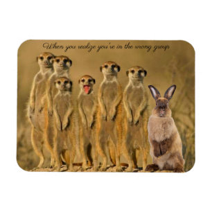 Ímã Íman de Meerkat Coelho Engraçado