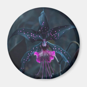 Imã Íman de orquídea Drácula