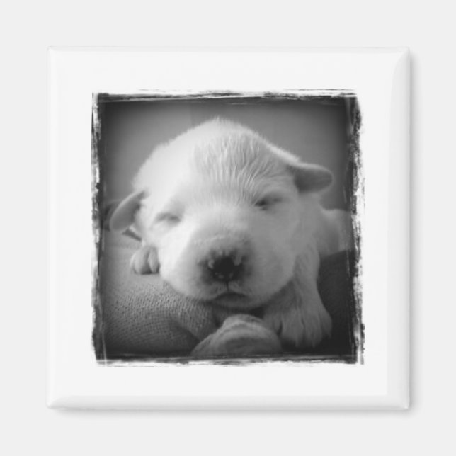 Imã Íman de papoila (Frente)