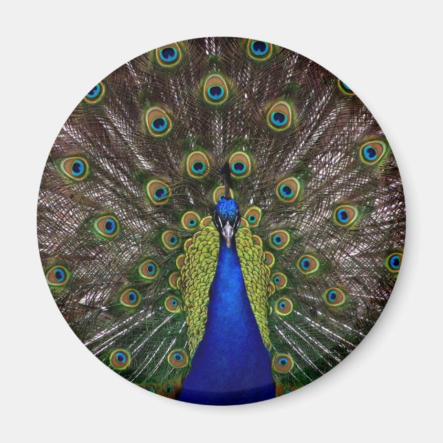 Imã Íman de Peacock Ortoado (Frente)