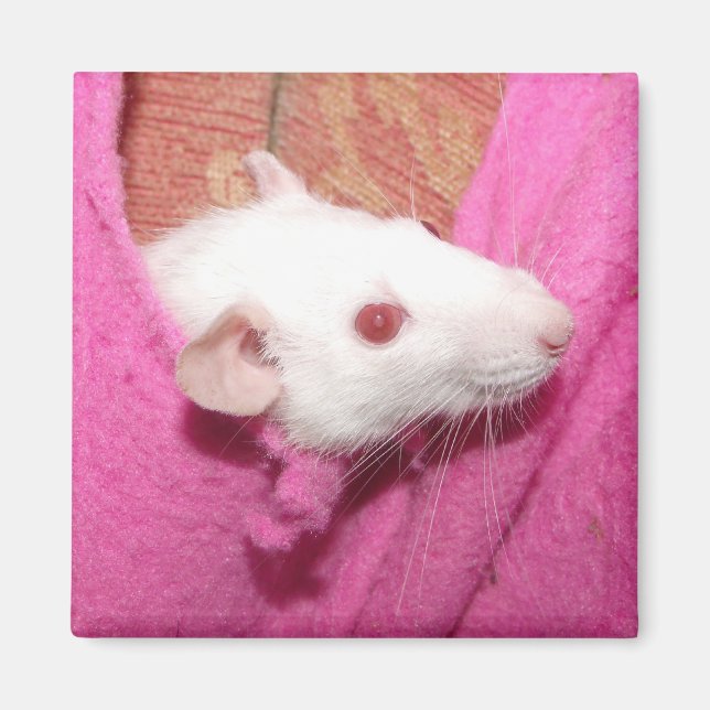 Imã Íman de rato gigante (Frente)