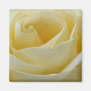 Imã íman de rosa branca creme