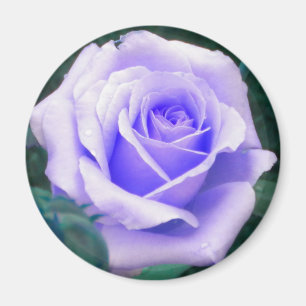 Imã Íman de Rosa de Lavanda pálido
