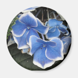 Imã Íman de Starburst Hydrangea (azul e branco)