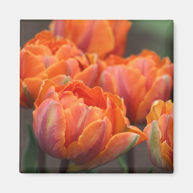 Imã Íman de tulipa laranja (Frente)