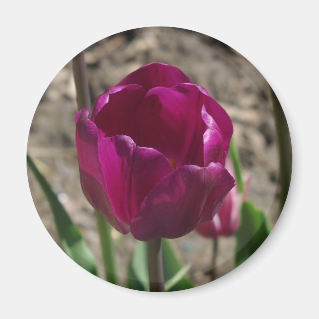 Imã Íman de Tulipa Roxo (Frente)