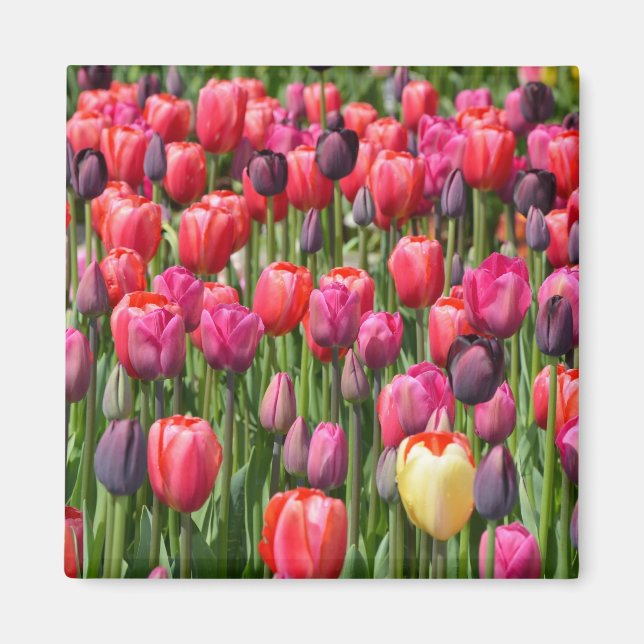 Imã Íman de tulipas de primavera rosa (Frente)