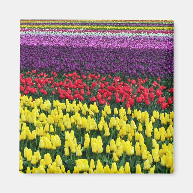 Imã Íman de tulipas primavera coloridas (Frente)