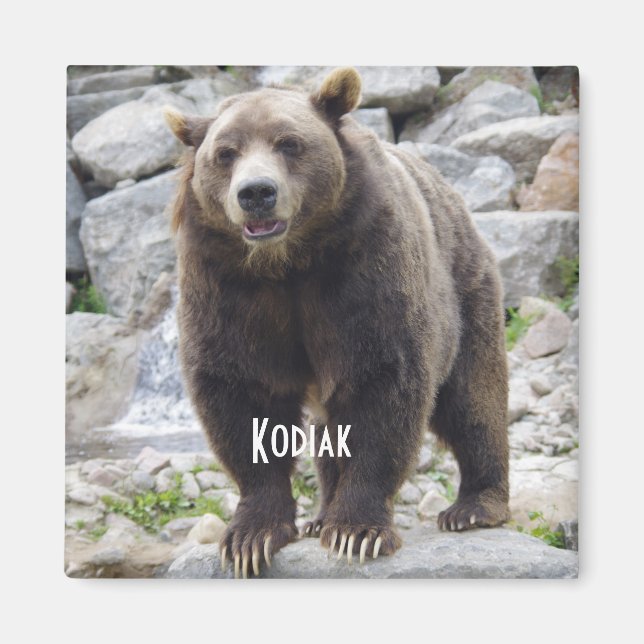 Imã íman de urso Kodiak (Frente)