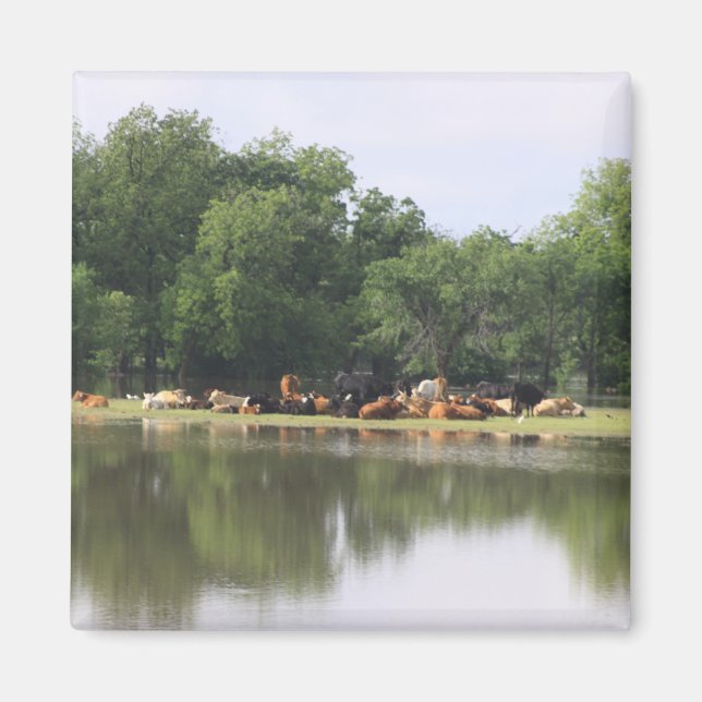 Imã Íman de vaca (Frente)