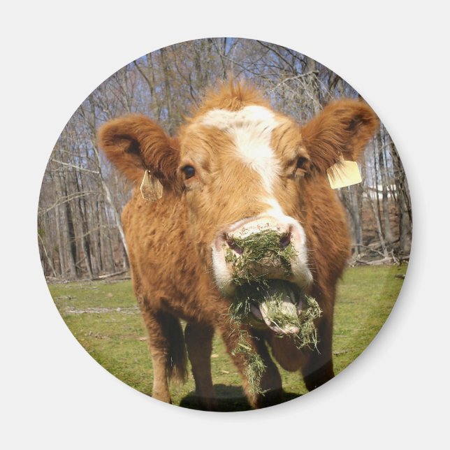 Imã Íman de vaca (Frente)