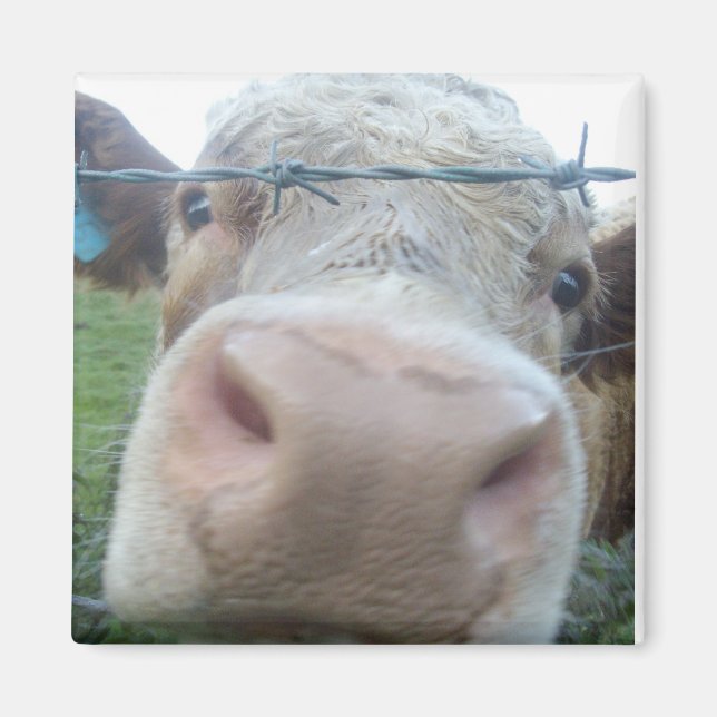 Imã íman de vaca (Frente)