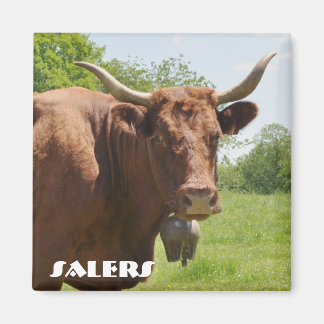 Imã Íman de vaca