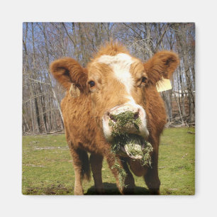 Imã Íman de vaca