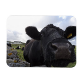 Ímã Íman de Vaca de Artes H.A.S.