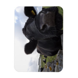 Ímã Íman de Vaca de Artes H.A.S.