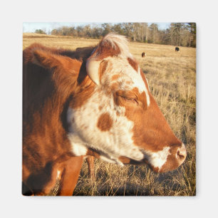 Imã Íman de vaca: Rico