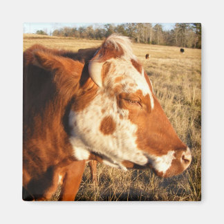 Imã Íman de vaca: Rico