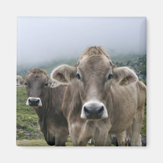 Imã Íman de vacas alpinas