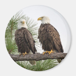 Imã Íman do círculo H&O (vários tamanhos disponíveis)