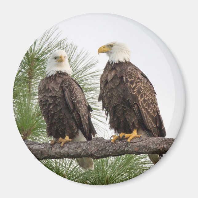 Imã Íman do círculo H&O (vários tamanhos disponíveis) (Frente)