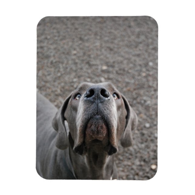 Ímã íman do Dogue Alemão (Vertical)
