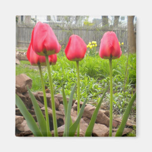 Imã Íman do Jardim das Tulipas