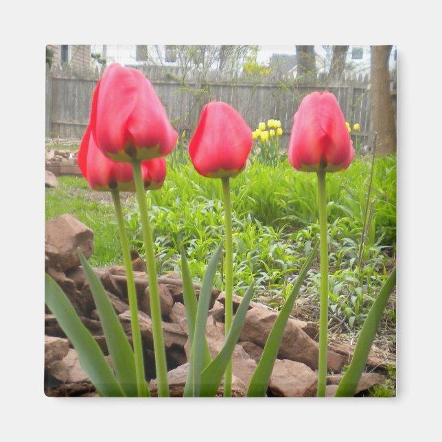 Imã Íman do Jardim Tulip (Frente)