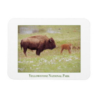 Ímã Íman do Parque Nacional Yellowstone com bisão e vi
